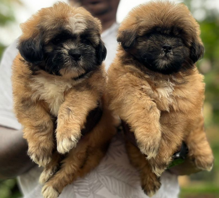 Lhasa Apso dog price in Vizag
 
